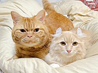 同居猫のちょこくんと一緒にくつろぐチロルくん（画像提供：ちゃろこさん）