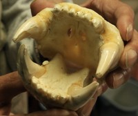 駆除されたヒグマのアゴ骨。左右の犬歯が噛む力の強さを物語る（「ドキュメント　クマから逃げのびた人々」より）