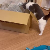 猫さん「まずはフタに足をひっかけて…」（動画からキャプチャー／提供：コテツとまるさん）