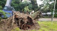 岡山後楽園の西外園で倒木　「観蓮節」開催中もけが人なし