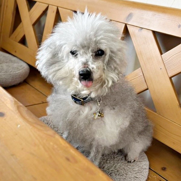 寝ぼけ眼のココちゃん（画像提供：ハルくん）