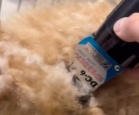 保護当時の様子。「噛むからいらない」と捨てられるはずだった／カノンアニマルレスキューさん（@canon.animal.rescue）提供