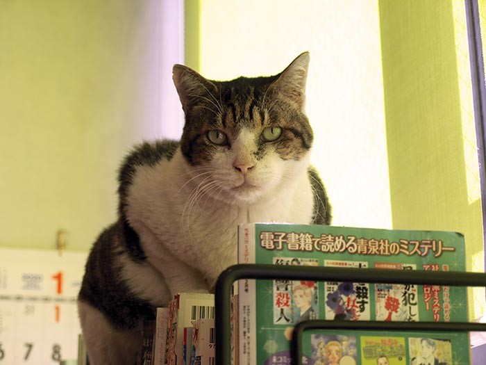 しんたろうは本棚や券売機のうえなど、高い場所がお好きなようで