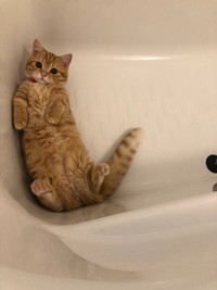 お風呂掃除にも現れるぷーちゃん（提供：ぷっちょ🐈さん）