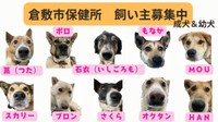 倉敷市保健所で犬の収容頭数が超過　譲渡の希望受け付け、31日には譲渡会も　岡山