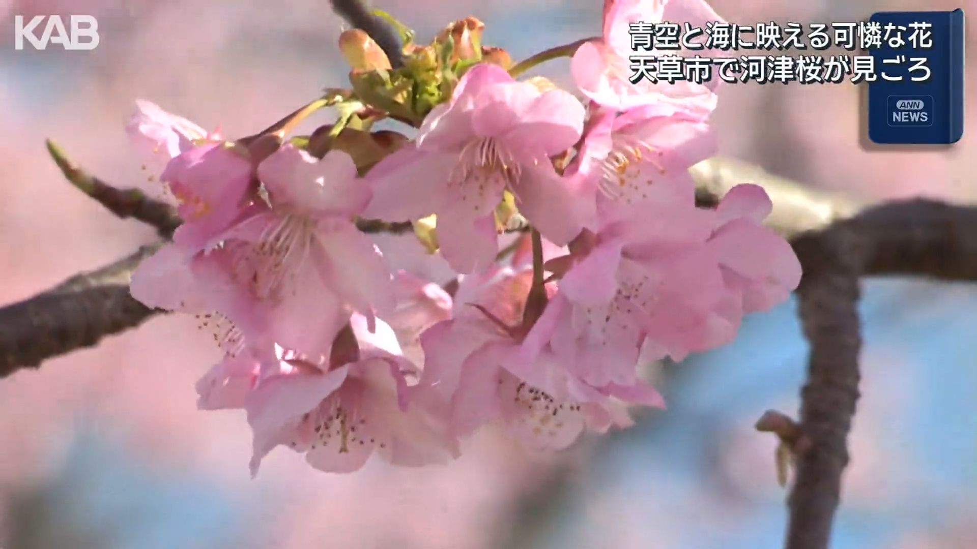 幻想的な「かぐや姫」の世界 サクラマチ彩る400本の竹あかり | KAB ONLINE