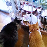 子猫のハナちゃんを見つめる先住猫（左から）たままくん、こたろうくん（画像提供：ハナちゃんさん）