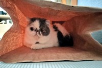 迅速な治療は命を繋ぐカギ。大好きな紙袋で元気に遊べるようにもなった