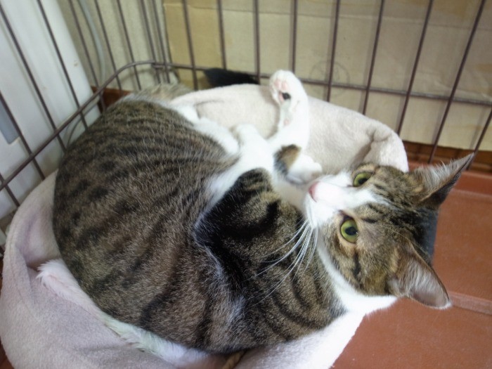 新人さんの教育なら任せてね！