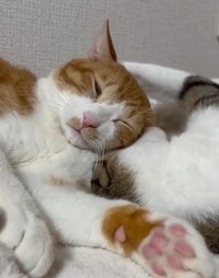 つくしちゃんに何されても寄り添って寝たいきなこちゃん（飼い主さん提供、Xよりキャプチャ撮影）