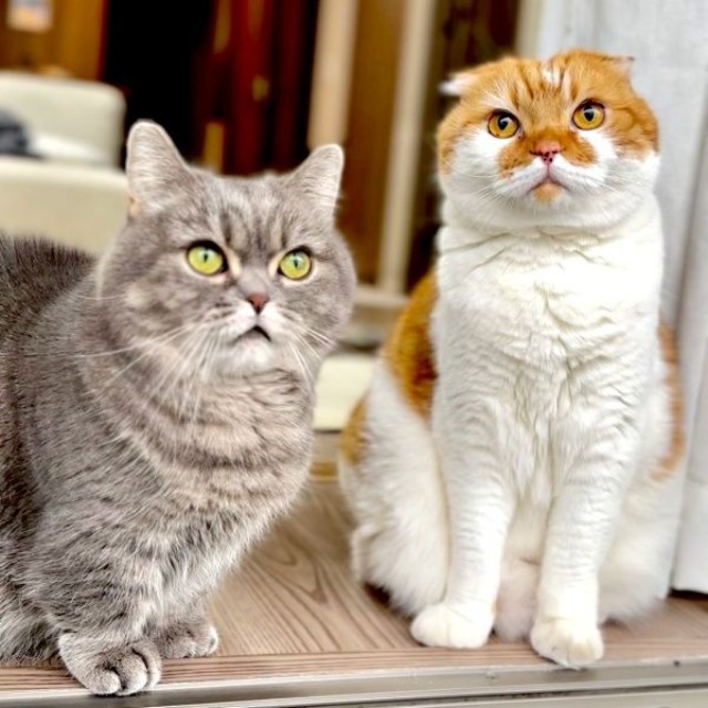 姉猫・ひまりちゃん（左）と、弟猫・むきくん（右）むぎくん（画像提供：亀ぽまさん）