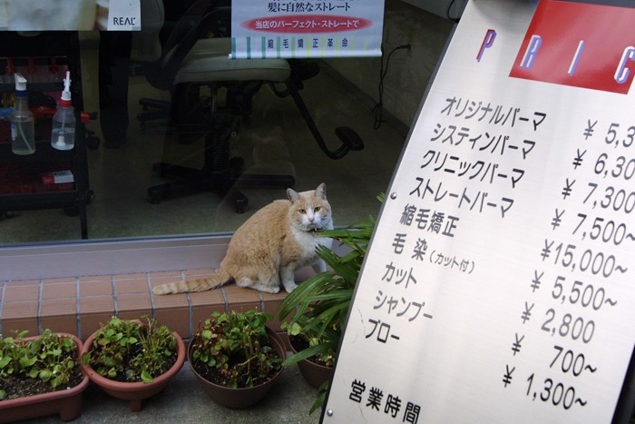 パーマにカットに…無縁なのニャ「のらのいる風景」（撮影　佐々木まこと）