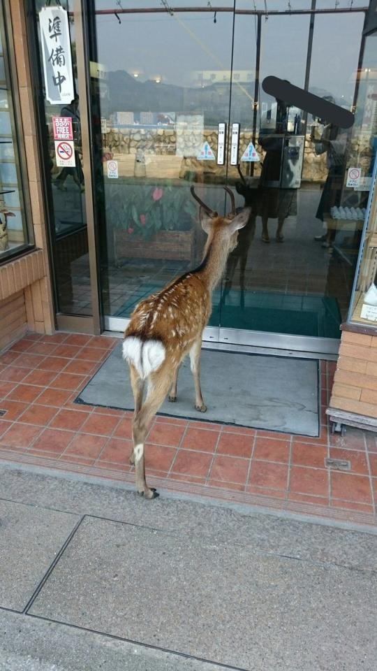 入りたいけど入れない これはシカたない！ ｜まいどなニュース