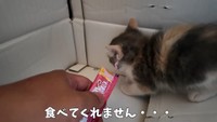 ちゅーるを食べてくれません（提供：おかゆ生活さん）
