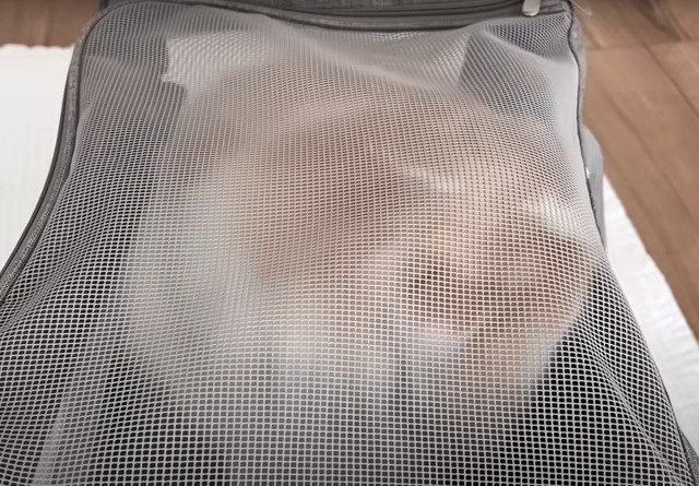 飼い主さんはレモンちゃんを何とか捕獲。ケージにやっと入ってくれたという（提供写真）