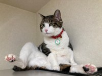 「ん？ 腹時計が鳴った？」。ごはんの時間を察知するふくくん（画像提供：とこもさん）