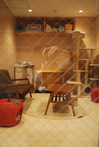 猫の行動を観察したり、新しい飼い主さん候補の方と対面したりするためのお部屋。可愛くしつらえてあり、これからペットを迎える気持ちを表しているよう！