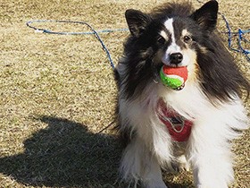大好きなにぃにとお散歩するときは、スキップしちゃう！　シェルティ「ハッピー」