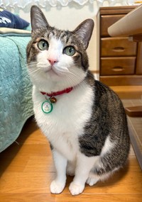 宝石のようなグリーンの瞳が素敵なふくくん（画像提供：とこもさん）