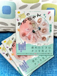 写真集「海のあかちゃん」表紙（提供：でんか@『海のあかちゃん』『ヤドカリ探索図鑑』さん）