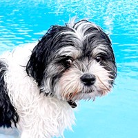 プールで遊ぶつくしちゃん（画像提供：パグチワマル つくしちゃん）