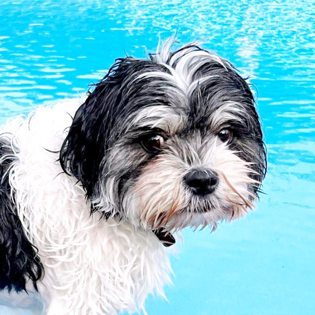 プールで遊ぶつくしちゃん（画像提供：パグチワマル つくしちゃん）