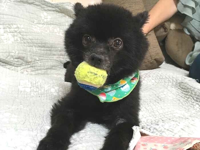 ボールをくわえるちいたん