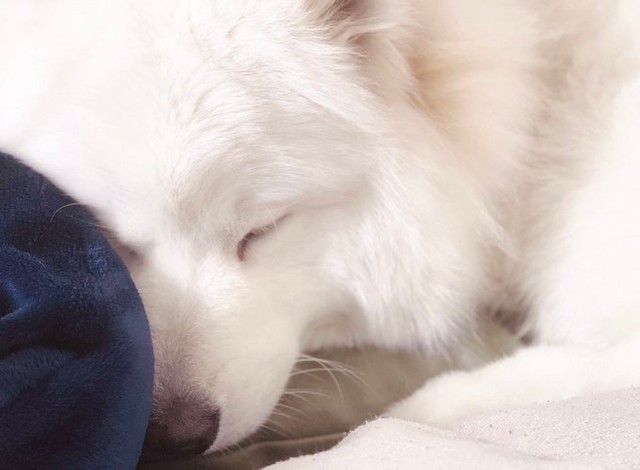 すやすやと眠る姿も愛らしい（画像提供／サモエドのソラン soran the samoyedさん）