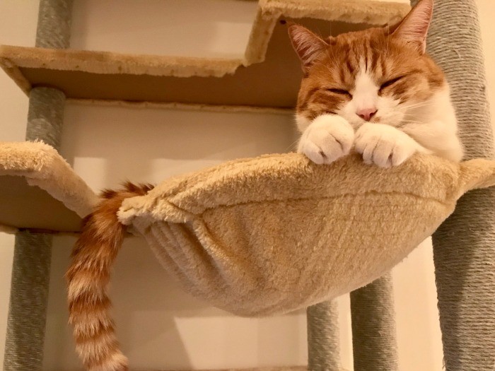 ごろりんはスヤスヤ…猫になりたいと思う年末なのでした