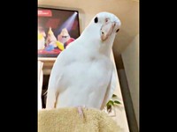 「会いたかったよ」とママにアピールするプリちゃん（画像提供：ふくぴぃさん）