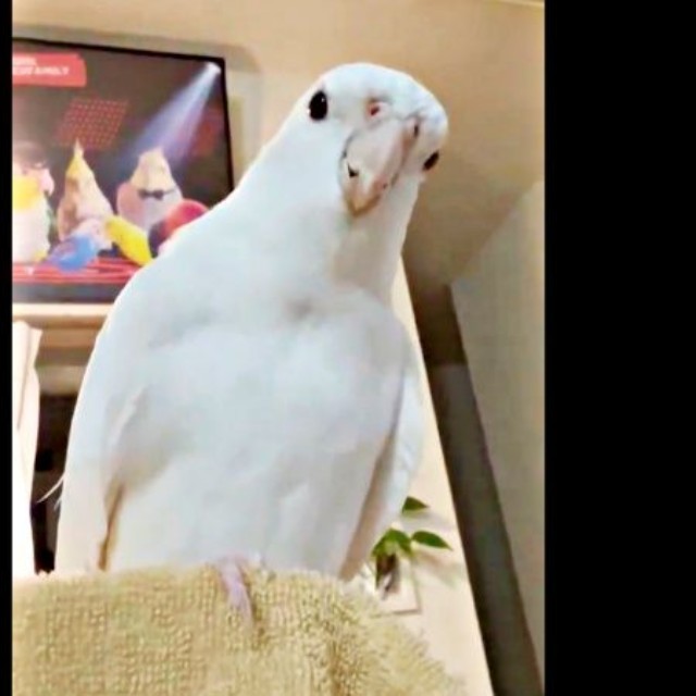 「会いたかったよ」とママにアピールするプリちゃん（画像提供：ふくぴぃさん）