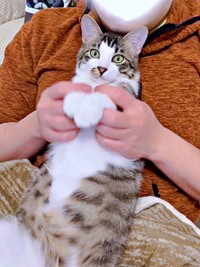 やんちゃで甘えん坊。魅力あふれるそうちゃん（画像提供：ねこのそうちゃんですさん）