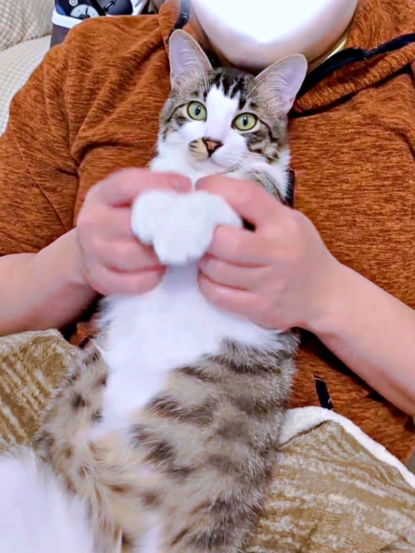やんちゃで甘えん坊。魅力あふれるそうちゃん（画像提供：ねこのそうちゃんですさん）