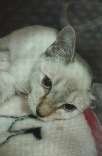 嶋田家に来た直後、これから幸せになるはずだった