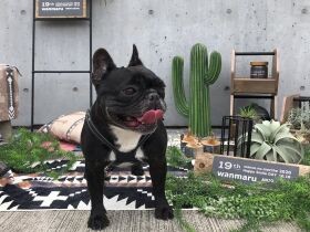 ブサカワに癒やされる、心穏やかな日常が愛おしい　フレンチブルドッグ「キュマ」