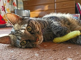 あったかくてトロけちゃう　放心中のキジトラMIX「ちゃみ」　