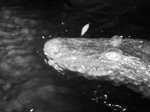 「下水道にワニ」は本当だった　米フロリダ州の地下は30数種類の生き物たちの楽園に