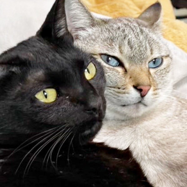 同居猫・ジョルノくんと頬を寄せ合う黒猫・ポルちゃん（画像提供：つんさん）