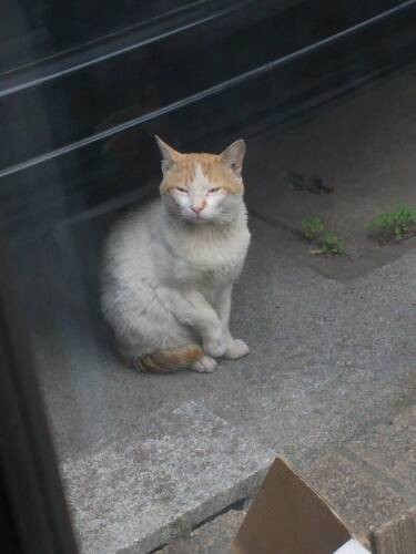 ある日、庭にやってきたちゃー君（黒尾さん提供）