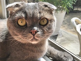 いつもの日向ぼっこ、庭を眺めるスコティッシュ「びびあん」