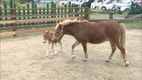 西日本豪雨で奇跡の生還のポニー「リーフ」天国へ旅立つ　見守ってきた人たちにも悲しみが広がる　岡山・倉敷市　
