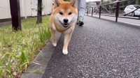 撮影するママさんを見て笑顔で駆け寄るお散歩中のこむぎくん（提供：シヴァ犬こむぎっすさん）