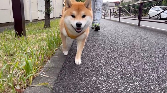 撮影するママさんを見て笑顔で駆け寄るお散歩中のこむぎくん（提供：シヴァ犬こむぎっすさん）