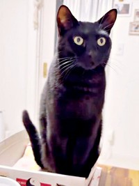 箱の中にちょこんと座って飼い主さんを見つめるうにちゃん（画像提供：うおおおさん）