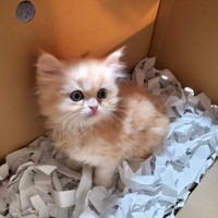 もふた写真2（横山了一さん提供）