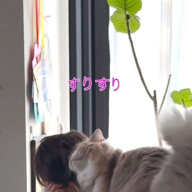スリスリ……（飼い主さん提供、Instagramよりキャプチャ撮影）
