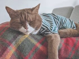 ロックダウン中にも夫婦を支えてくれた　ブリティッシュショートヘア「ゴマ」