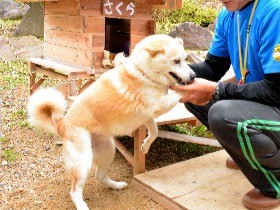 迷い犬「さくら」、温泉の看板犬に　おなかの腫瘍は募金で手術