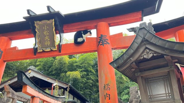 鳥居にたたずむ猫 ※松村上久郎さん提供
