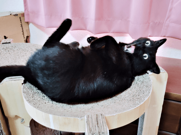 ゴローン！ 安心してくつろぐ黒ちゃん（画像提供：ちよさん）